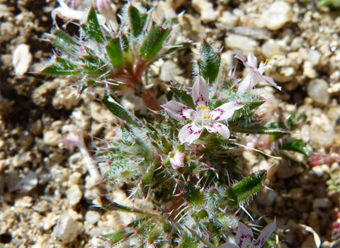 borrego desert flower schott's calico fred melgert