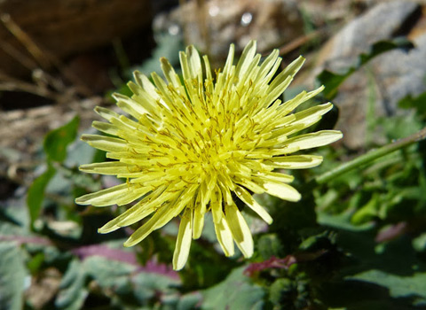 sow thistle anza-borrego melgert