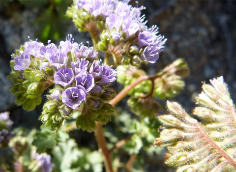 Specter Phacelia Phacelia pedicellata anza borrego by fred melgert