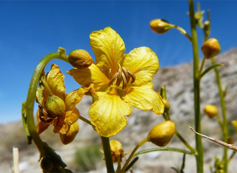 Spiny Senna, Senna Armata