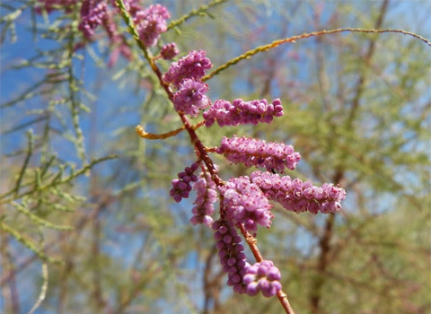 Tamarisk, Tamarix ramosissima