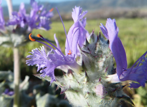 anza borrego desert flower thistle sage fred melgert