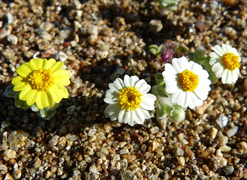 anza borrego desert flowers wallaces woolly daisy fred melgert