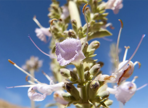 White Sage, Salvia apiana