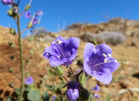 Wild Canterbury Bells, Phacelia minor