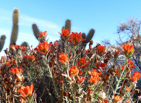 Woolly Indian Paintbrush, Castilleja foliolosa