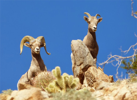 bighorn sheep anza-borrego melgert