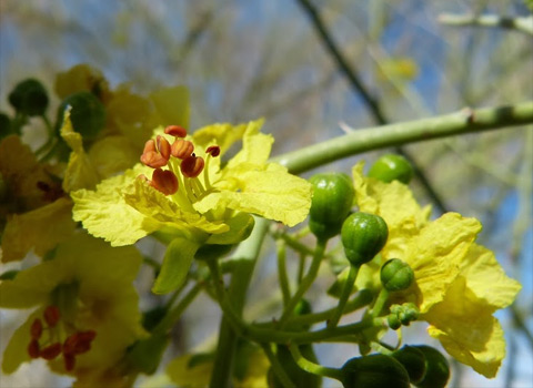 blue palo verde, Parkinsonia florida