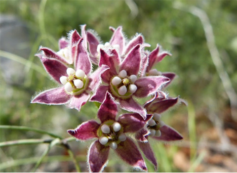 climbing milkweed, Funastrum cynanchoides var. hartwegii anza borrego fred melgert