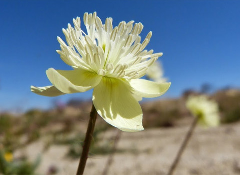 cream cups, Platystemon californicus anza borrego desert fred melgert