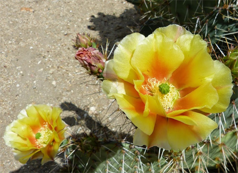 desert prickly-pear, Opuntia phaeacantha