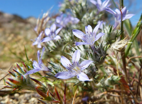 anza borrego desert woolly-star, Eriastrum eremicum ssp. ere fred melgertmicum anza borrego fred melgert