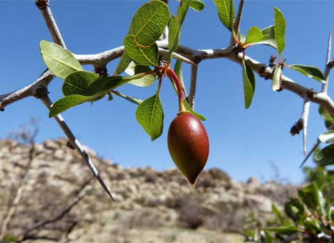 lotebush, Ziziphus parryi var. parryi anza borrego fred melgert