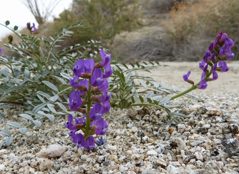 palmers locoweed anza-borrego melgert