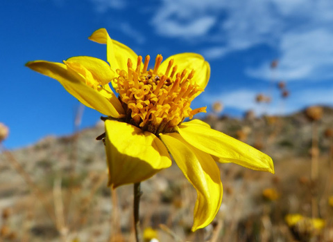 parish's golden eyes anza borrego fred melgert