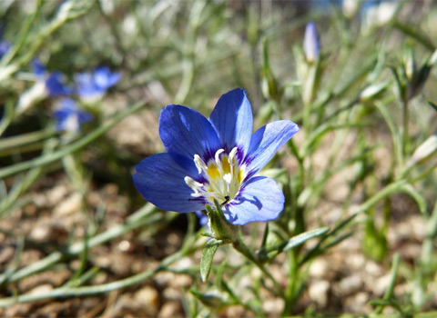 sapphire woolly-star, Eriastrum sapphirinum ssp. sapphirinum