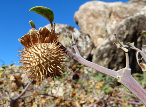 wild cucumber old fruits anza borrego fred melgert