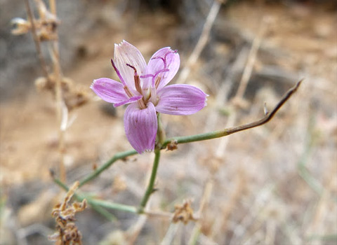 wire-lettuce, Stephanomeria pauciflora anza-borrego melgert