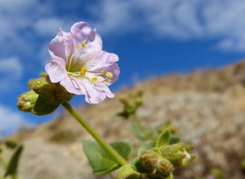 wishbone plant anza borrego melgert