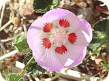 Anza borrego desert fivespot