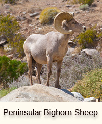 bighorn sheep anza borrego palm canyon