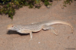 Colorado Desert Fringe-Toed Lizard