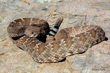 Red Diamond Rattlesnake1