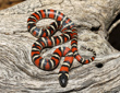 San Diego Mountain King Snake