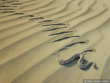 Sidewinder - Trails in Sand