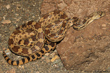 Sonora Gopher Snake
