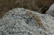 Southern Desert Horned Lizard (2)
