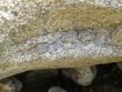 Tree Frogs on Granite