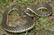 Two-Striped Garter Snake