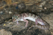 Western Banded Gecko (2)