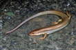 Western Red-tailed skink
