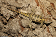 Yellow-backed Spiney Lizard