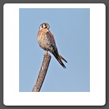 American_Kestrel