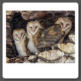 Barn_Owls