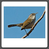 Bewick_s_Wren