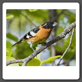 Black_headed_Grosbeak