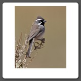 Black_throated_Sparrow