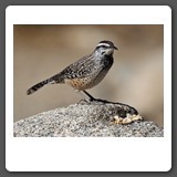 Cactus_Wren