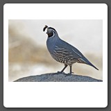 California_Quail_Female