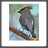 Cedar_Waxwing