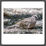 Common_Ground_Dove