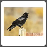 Common_Raven