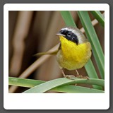 Common_Yellowthroat