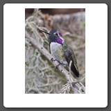 Costa_s_Hummingbird
