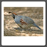 Gambel_s_Quail