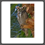 Great_Horned_Owl